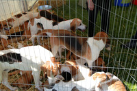 Holcombe Hounds