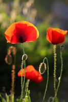 Remembrance