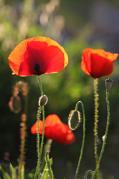 Remembrance