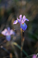 Wild Iris