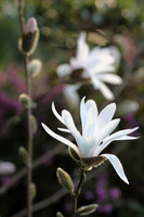 Star Magnolia