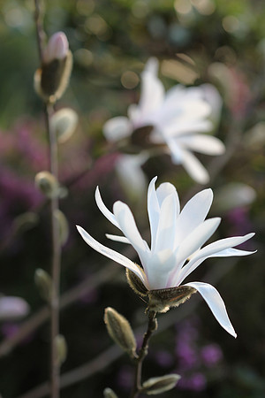 Star Magnolia