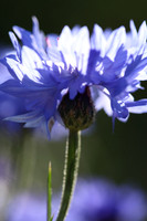 Cornflower