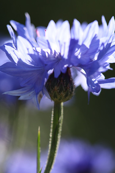 Cornflower