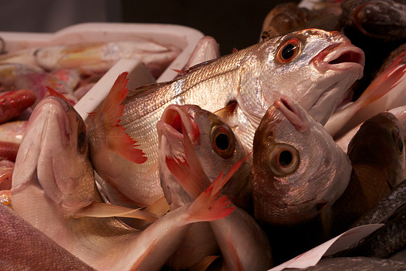 Fish Market