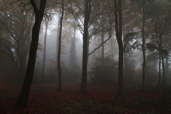 Misty Woods
