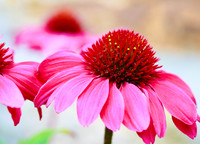 Echinacea