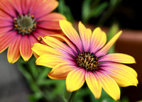 African Daisies
