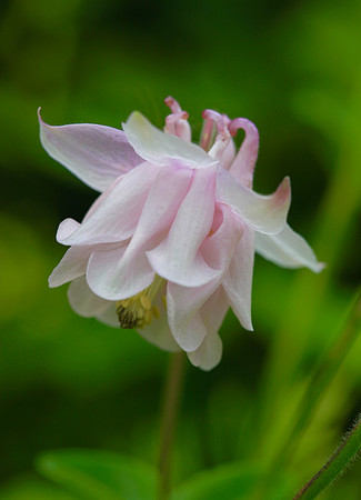 Columbine