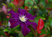 Clematis