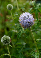 Echinops