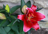 Lily