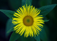 Inula
