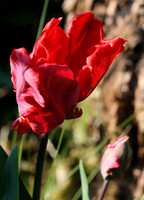 Parrot Tulip
