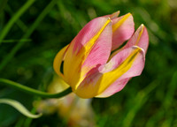 Tulip