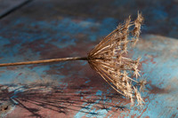 Seedhead on Blue