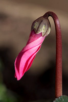 Cyclamen Bud