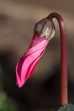 Cyclamen Bud