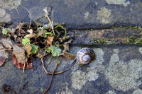 Snail with Alchemilla