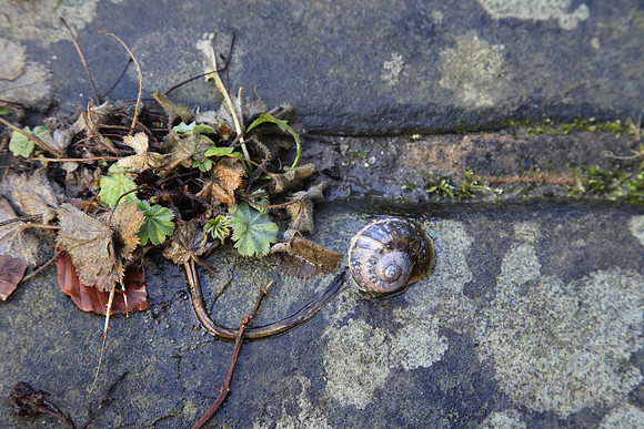 Snail with Alchemilla