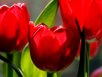 Red Tulips