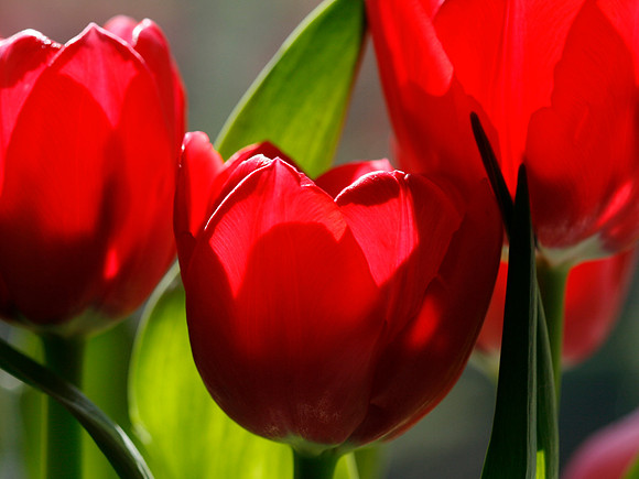Red Tulips