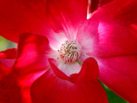 Rosa Simple