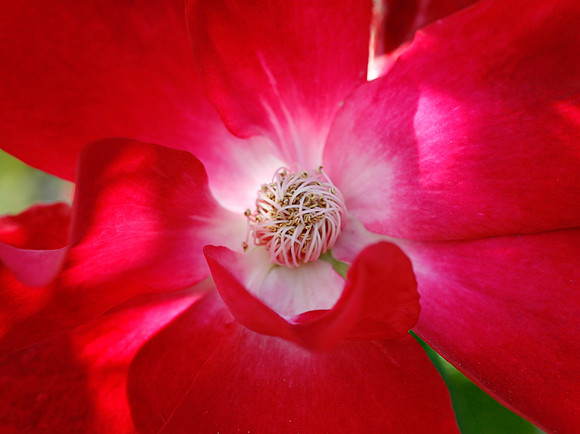 Rosa Simple