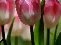 Translucent Tulips