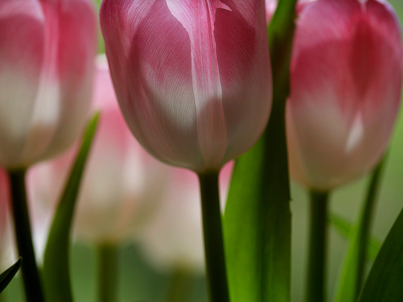 Translucent Tulips