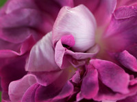 Damask
