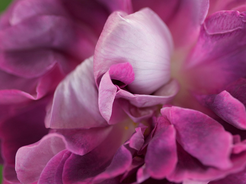Damask